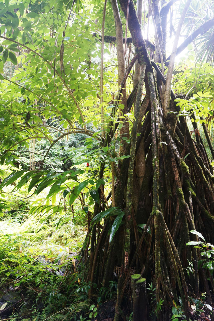 Ходячая пальма, называемая также Кашапона, или Сократея обнажённокорневая, или Сократея голокоренная (Socratea exorrhiza, the walking palm or cashapona)