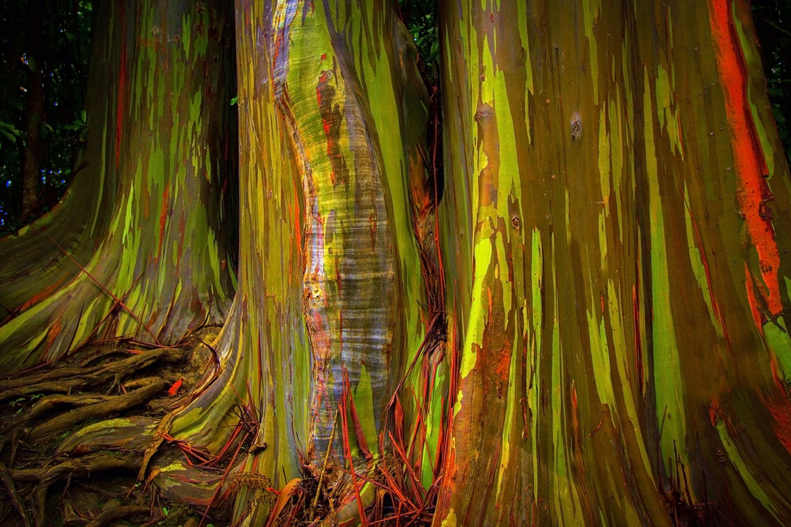 Эвкалипт радужный (Eucalyptus deglupta, rainbow eucalyptus, Mindanao gum, or rainbow gum)