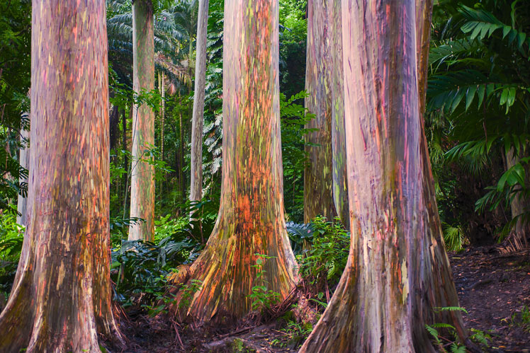 Arco-íris de eucalipto (Eucalyptus deglupta, eucalipto arco-íris, goma Mindanao ou goma arco-íris)