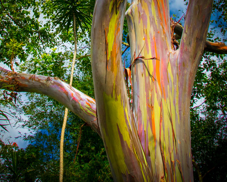 Arco-íris de eucalipto (Eucalyptus deglupta, eucalipto arco-íris, goma Mindanao ou goma arco-íris)