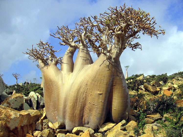 Baobab de Grandidier o Adansonia de Grandidier (Adansonia grandidieri, baobab de Grandidier)