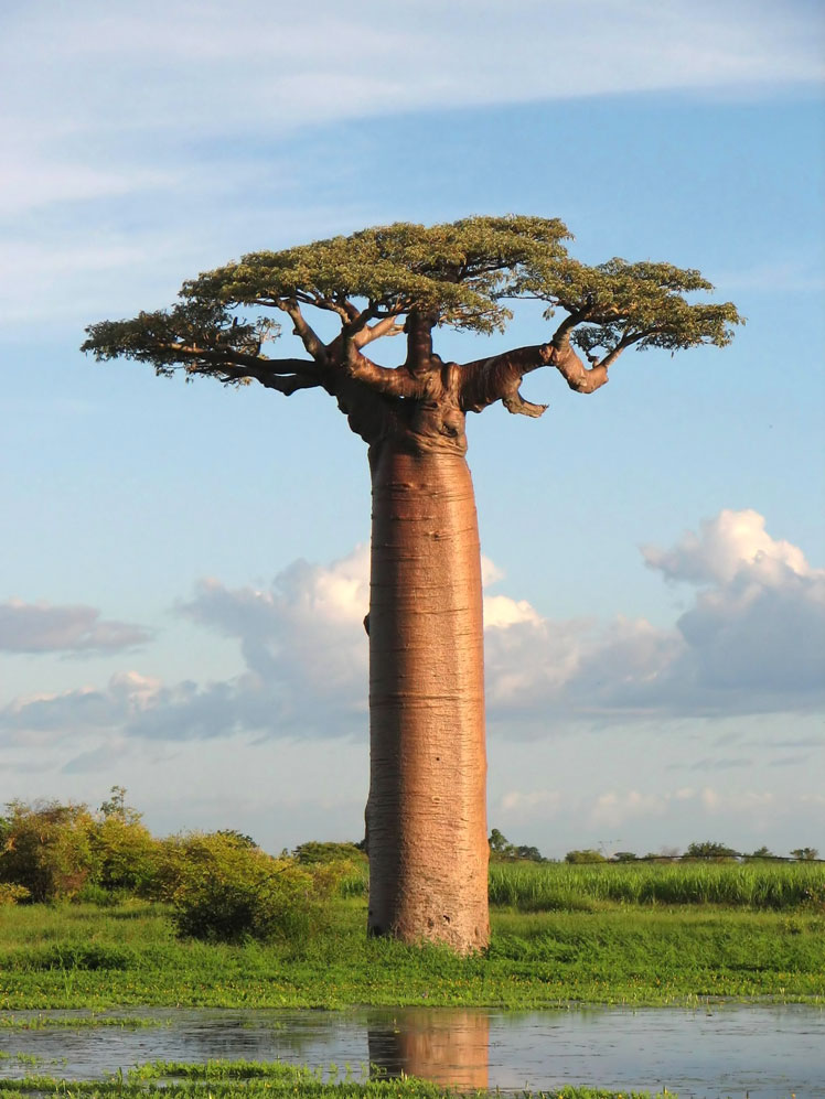 Grandidier's Baobab, atau Grandidier's Adansonia (Adansonia grandidieri, Grandidier's baobab)