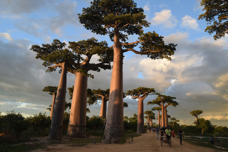 Grandidier's Baobab, atau Grandidier's Adansonia (Adansonia grandidieri, Grandidier's baobab)