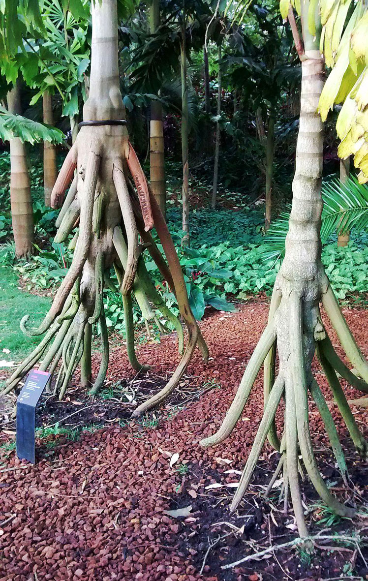 Ходячая пальма, называемая также Кашапона, или Сократея обнажённокорневая, или Сократея голокоренная (Socratea exorrhiza, the walking palm or cashapona)