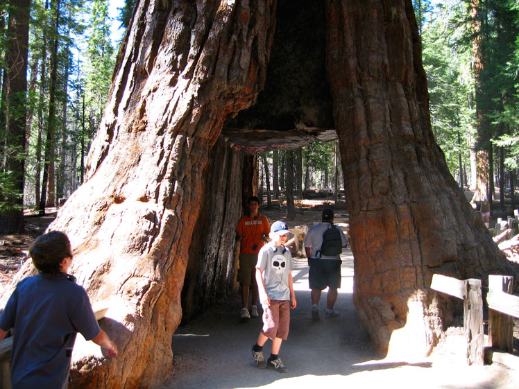 Árbol mamut, también conocido como árbol grande, wellingtonia, secuoya gigante o secuoya gigante (giant sequoia)
