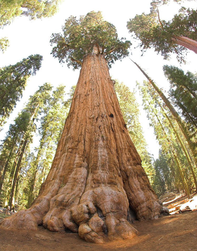 Árbol mamut, también conocido como árbol grande, wellingtonia, secuoya gigante o secuoya gigante (giant sequoia)