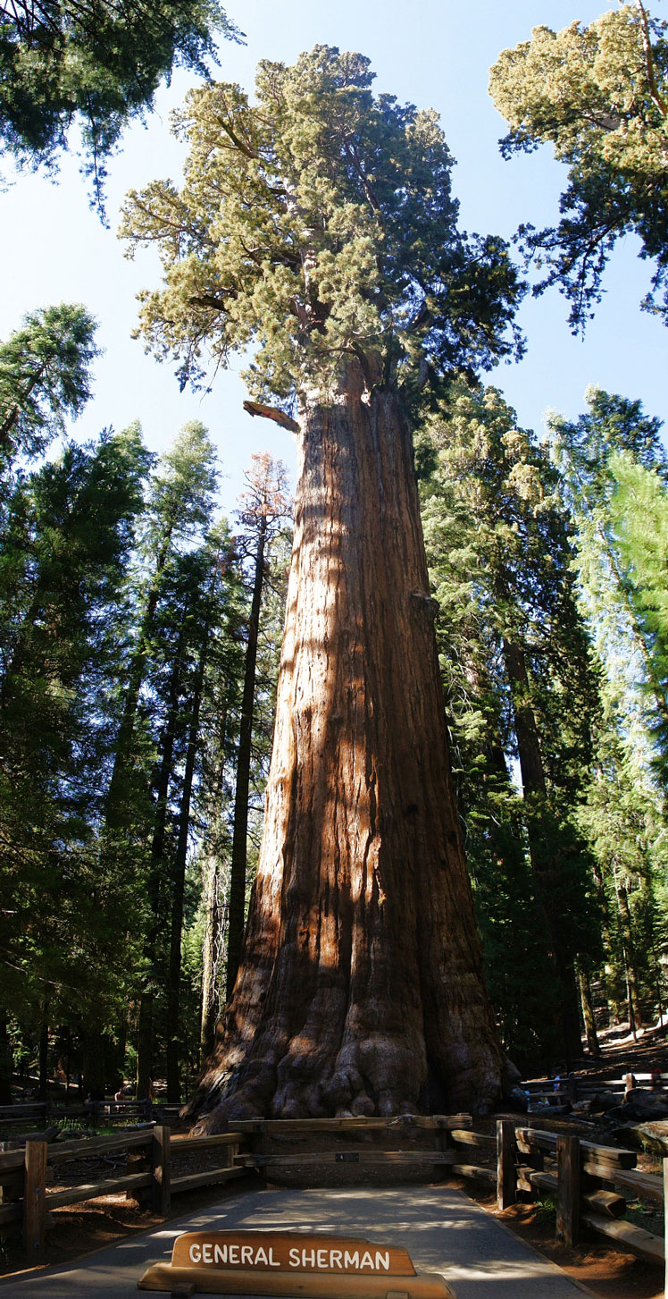 Mammoth tree, also known as big tree, wellingtonia, giant sequoia or giant sequoia (giant sequoia)