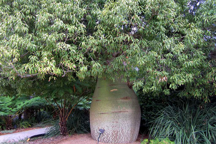 Bottle tree (Queensland bottle tree) nebo Brachychiton rock