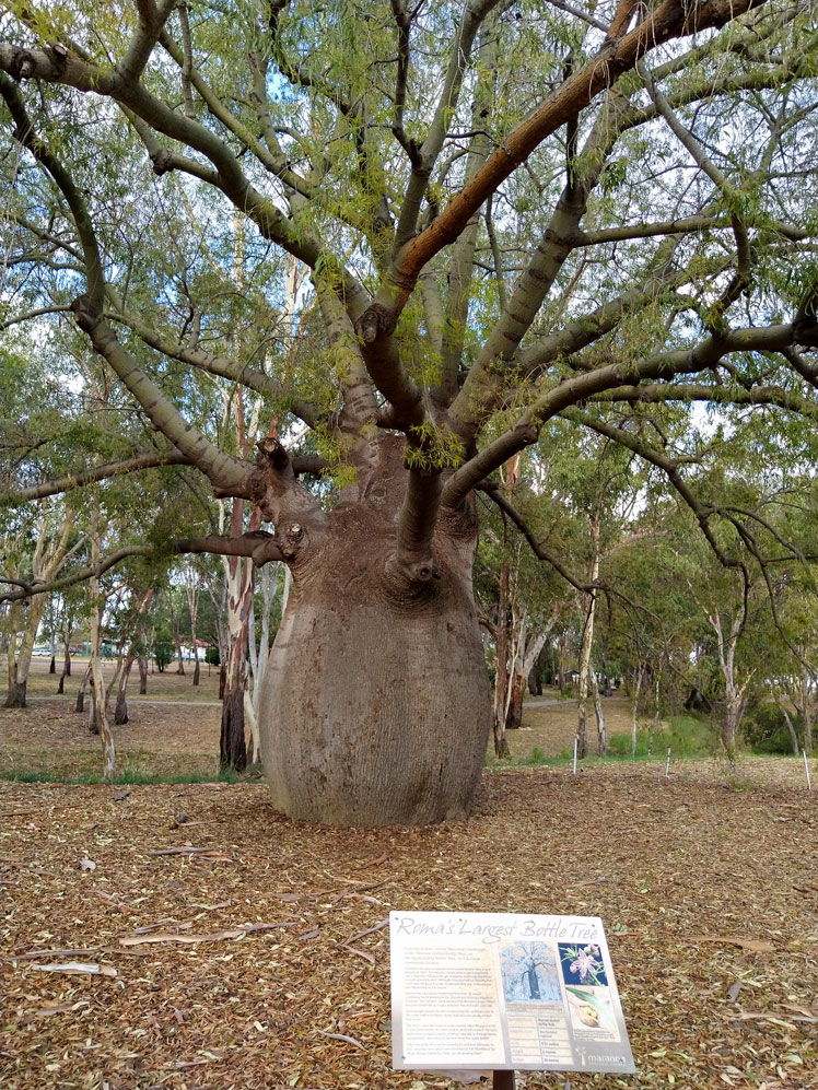 Bottle tree (Queensland bottle tree) nebo Brachychiton rock
