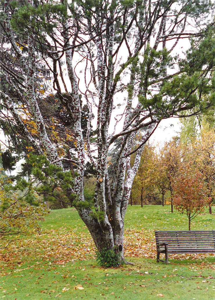 Lacebark borovice, známá také jako Bungeova borovice nebo bělokorá borovice