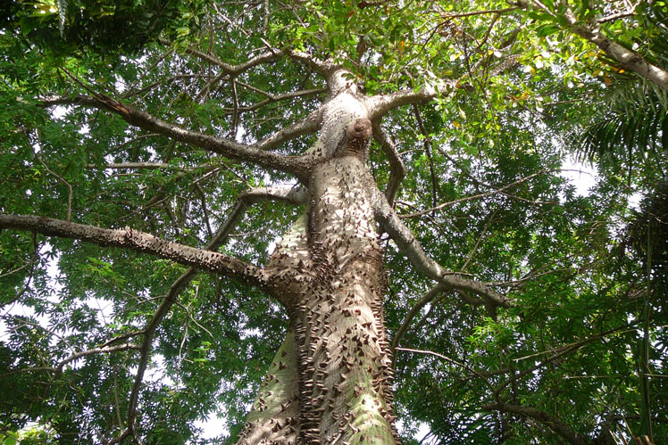Cây bông (Ceiba pentandra)