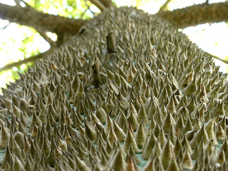 Bavlník (Ceiba pentandra)