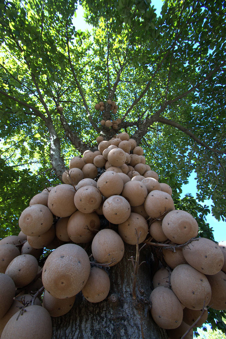 Cannonball tree hoặc Curupita Guiana