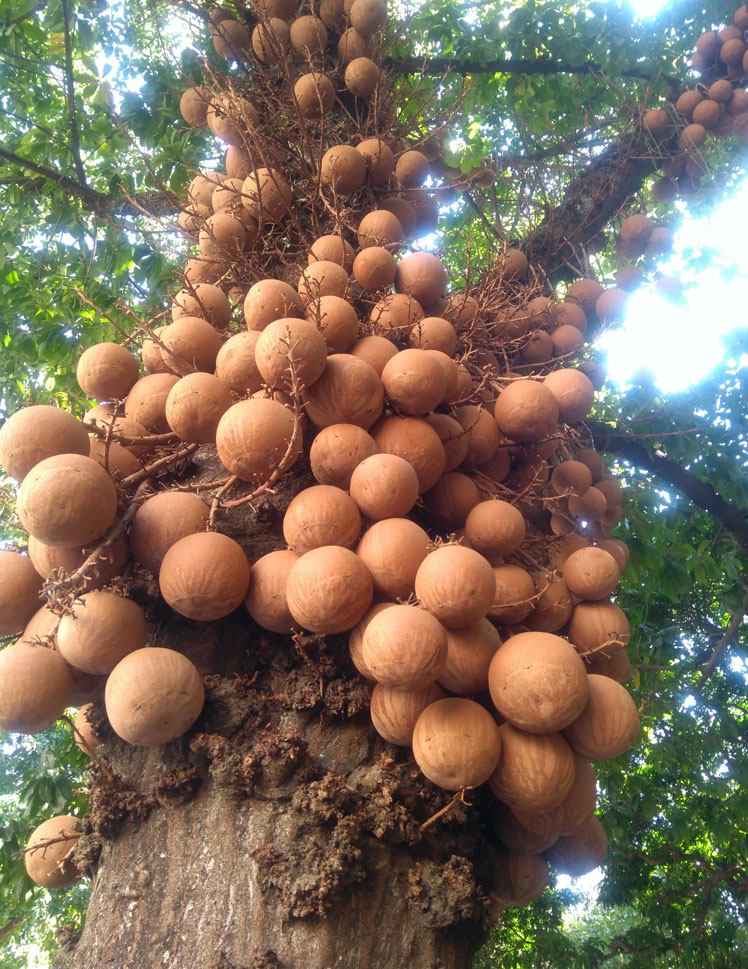 Cannonball tree hoặc Curupita Guiana