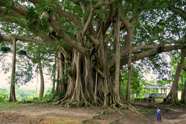 ベンガルボダイジュ（Ficus benghalensis）、一般にバニヤンまたはインディアンバニヤン（インディアンバニヤン）として知られています