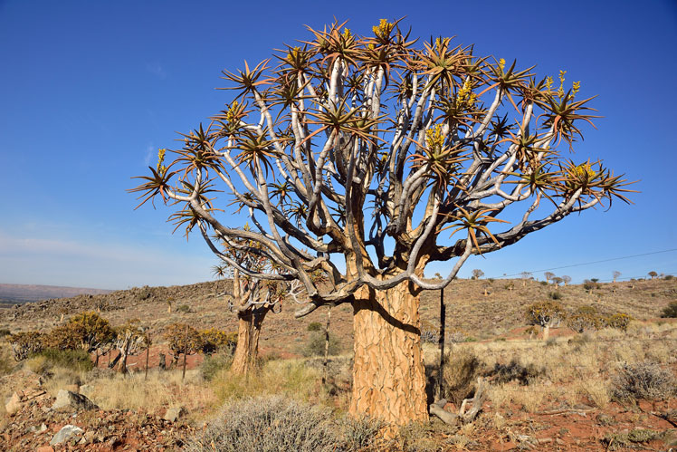 アロエ二分法 (Aloe dichotoma)、または矢筒木 (矢筒木)、または cokerboom (kokerboom)