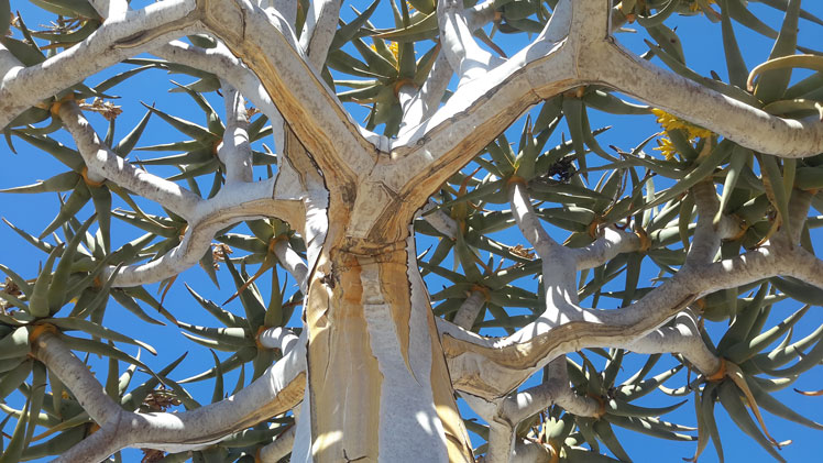 Aloe dichotomy (Aloe dichotoma) veya titreme ağacı (titreme ağacı) veya kokerboom (kokerboom)