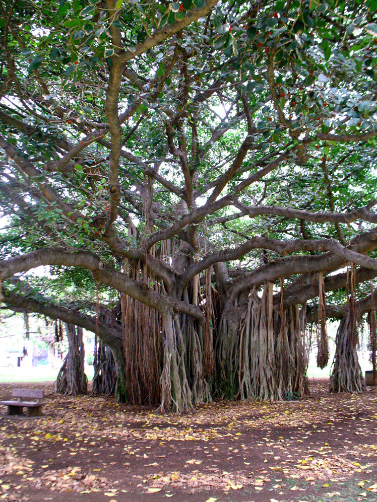 ベンガルボダイジュ（Ficus benghalensis）、一般にバニヤンまたはインディアンバニヤン（インディアンバニヤン）として知られています