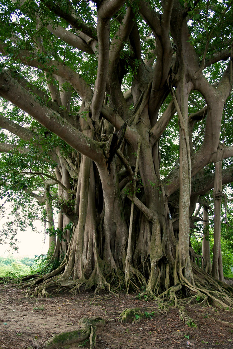 Bengal ficus (Ficus benghalensis), yaygın olarak banyan veya Hint banyanı (Hint banyanı) olarak bilinir.