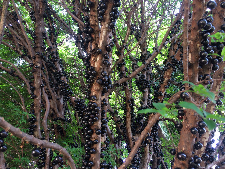 Jaboticaba (jabuticaba) veya Brezilya üzüm ağacı (Brezilya üzüm ağacı)