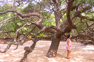 The World’s Largest Cashew Tree — as Big as a Football Field