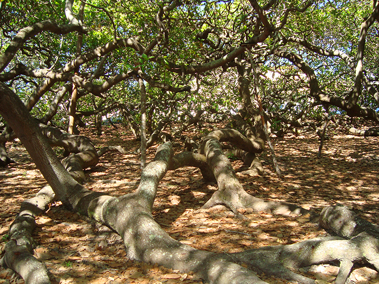 Cajueiro de Pirangi : le plus grand arbre de cajou du Brésil