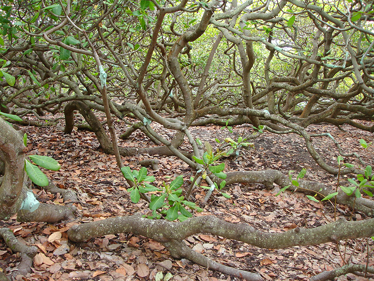 Cajueiro de Pirangi : le plus grand arbre de cajou du Brésil