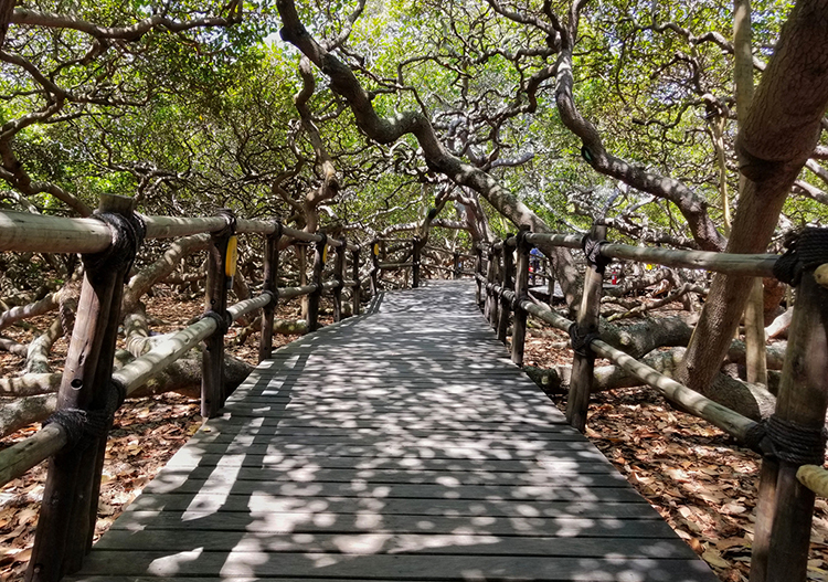 Cajueiro de Pirangi : le plus grand arbre de cajou du Brésil
