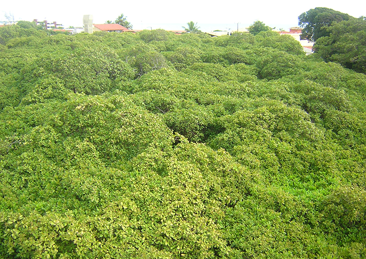Cajueiro de Pirangi : le plus grand arbre de cajou du Brésil