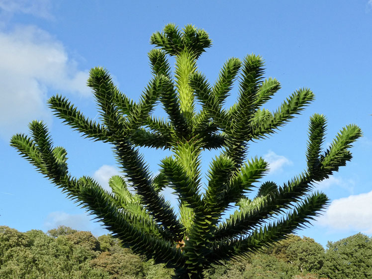 Chilská Araucaria nebo Chilská borovice (borovice chilská) nebo Monkey Puzzle Tree (monkey puzzle tree)