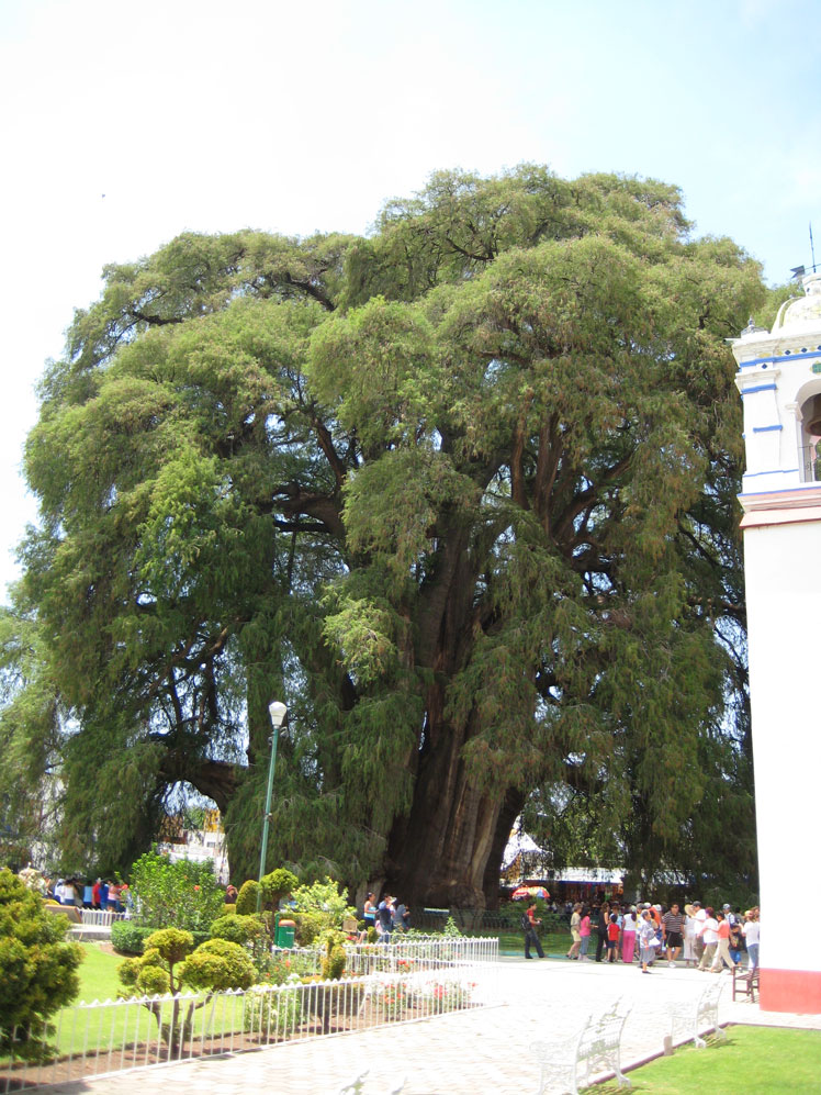 Tule Tree (Tulský strom)