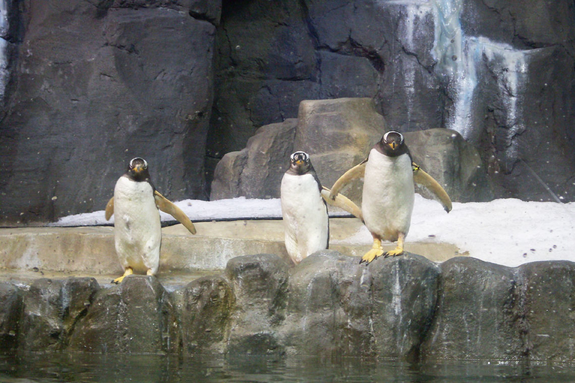 Dubai Mall Hayvanat Bahçesi'ndeki penguenler