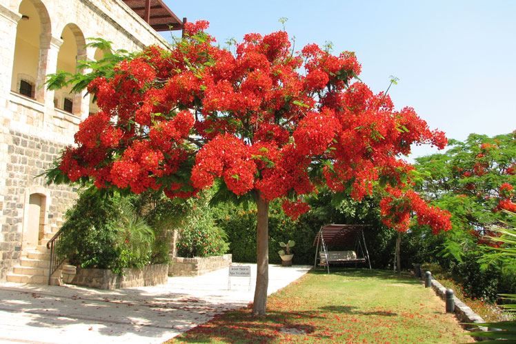 Royal Delonix (Delonix regia), plus connu sous le nom d'arbre à feu ou arbre à flammes (flame tree)