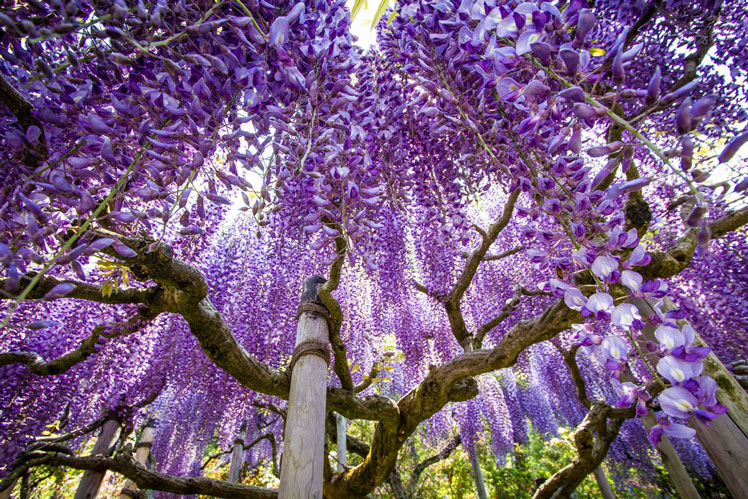 Tree of souls från filmen "Avatar", Wisteria (Wisteria)