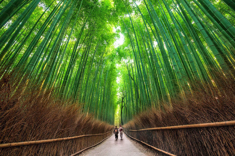 Moso bambu (moso bambu)