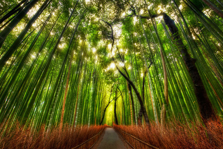 Moso bambu (moso bambu)