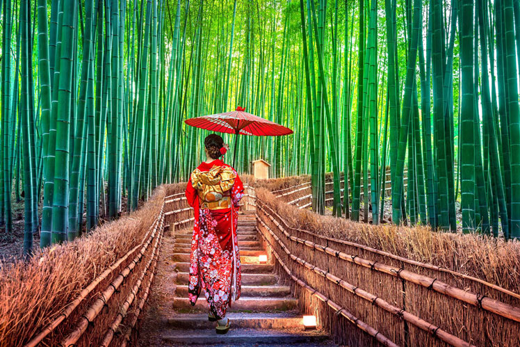 Bambu Moso (bambu Moso)
