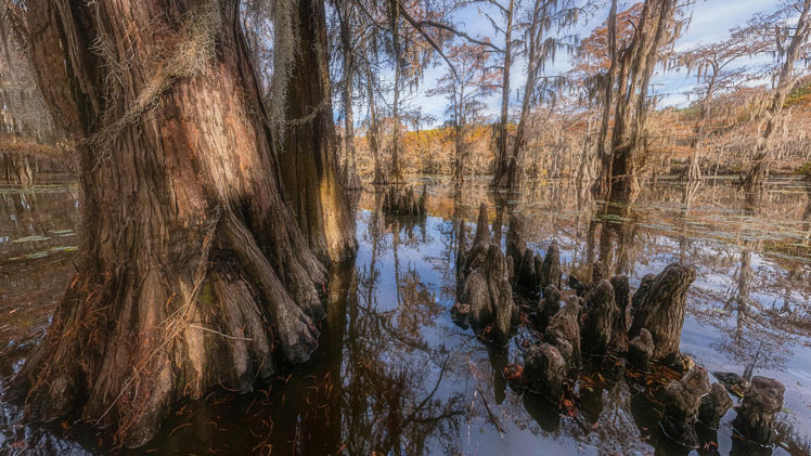 Skallig cypress eller sumpcypress