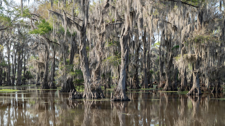 Skallig cypress eller sumpcypress