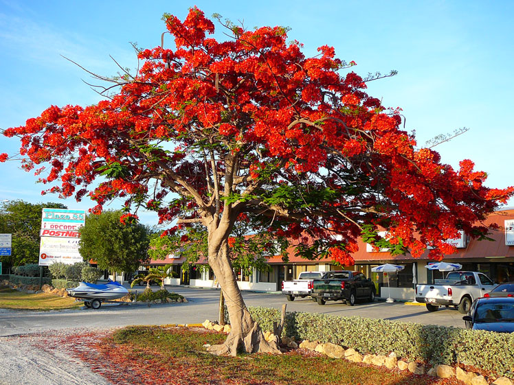 Royal Delonix (Delonix regia), plus connu sous le nom d'arbre à feu ou arbre à flammes (flame tree)