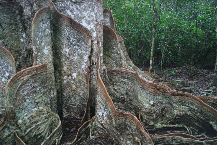 Sakishima Suoki (Sakishima Sohogi, Heritiera littoralis)