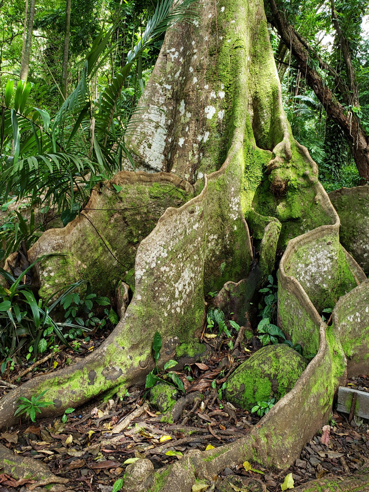 Sakishima Suoki (Sakishima Sohogi, Heritiera littoralis)