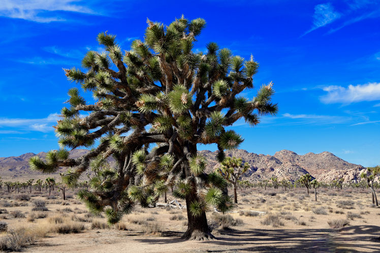 Yucca shortleaf, mer känd som Joshua tree