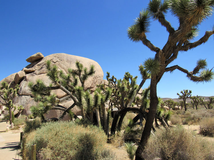 Yucca shortleaf, mer känd som Joshua tree