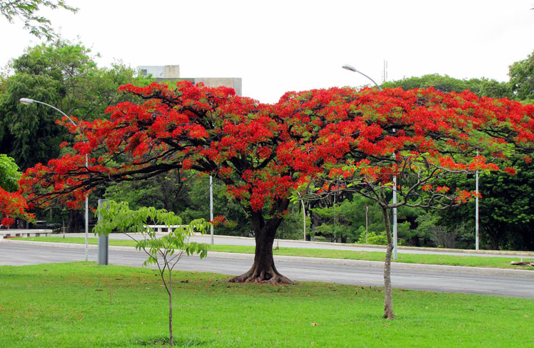 Royal Delonix (Delonix regia), plus connu sous le nom d'arbre à feu ou arbre à flammes (flame tree)