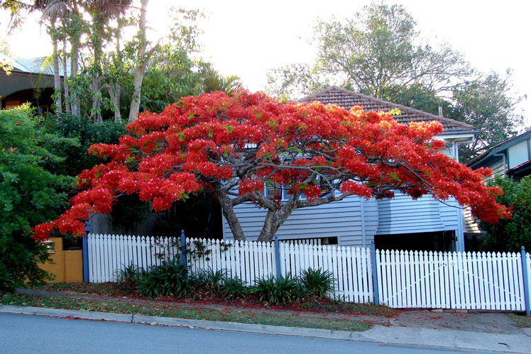 Royal Delonix (Delonix regia), mer känd som eldträdet eller eldträdet (flammträdet)