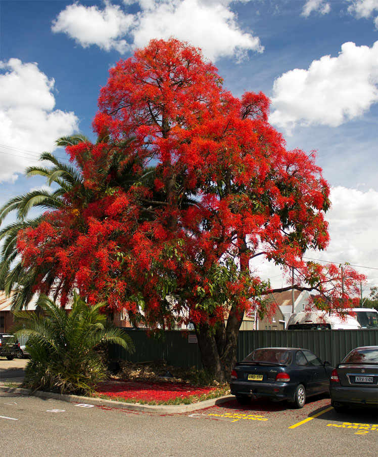 Royal Delonix (Delonix regia), plus connu sous le nom d'arbre à feu ou arbre à flammes (flame tree)