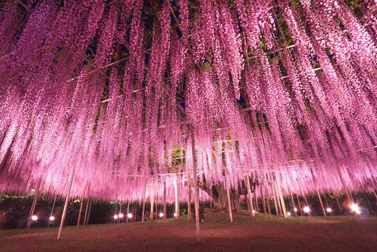 Arbre des âmes du film "Avatar", Wisteria (Wisteria)