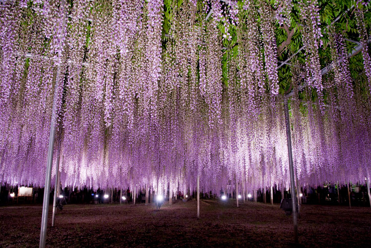 Tree of souls från filmen "Avatar", Wisteria (Wisteria)