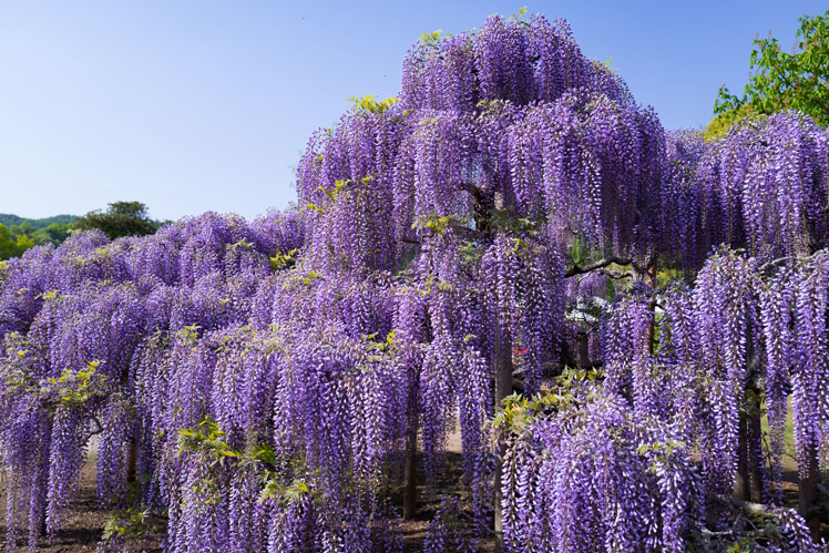 Tree of souls från filmen "Avatar", Wisteria (Wisteria)